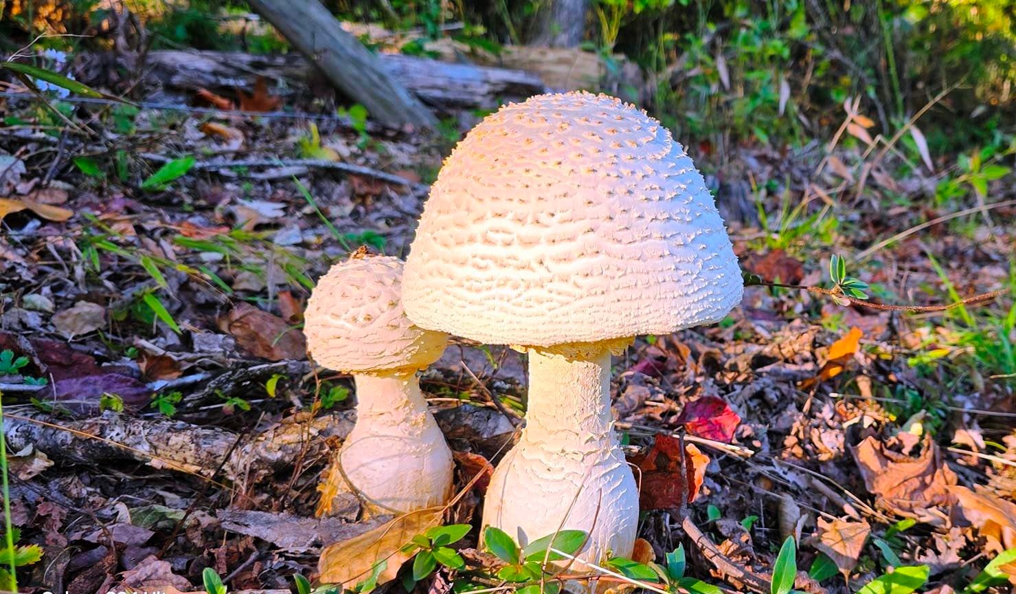 Amanita abrupta