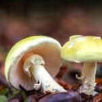 Amanita phalloides