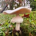 Destroying Angels (Amanita bisporigera)