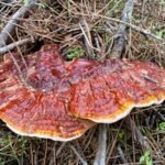 Ganoderma lucidum