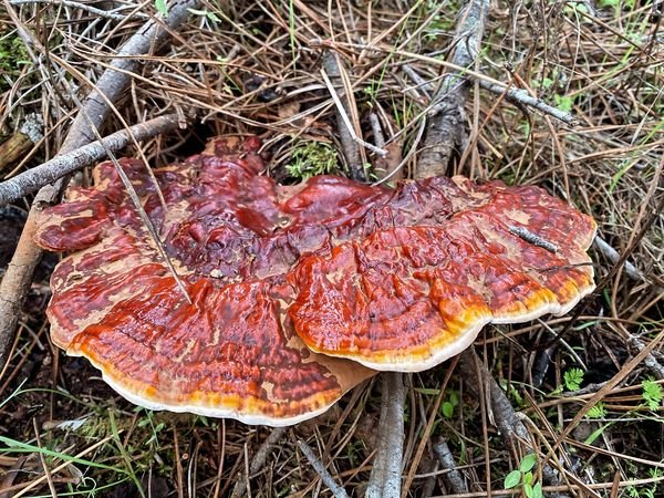 Ganoderma lucidum