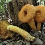 Gymnopilus junonius