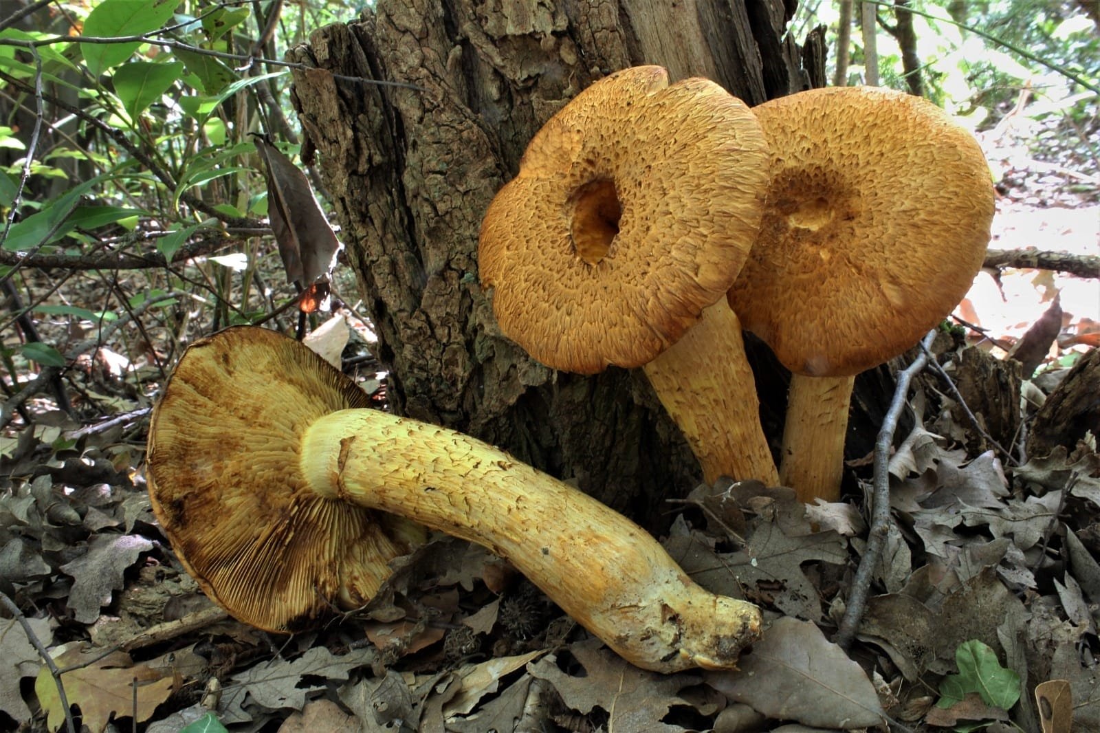 Gymnopilus junonius