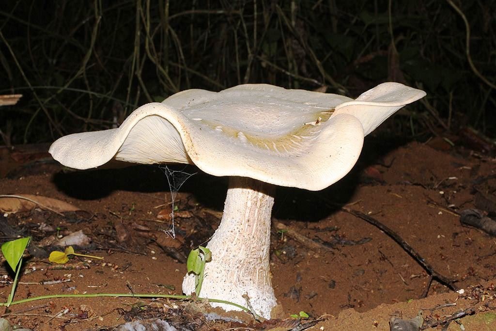 Macrocybe titans