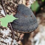 Phellinus linteus