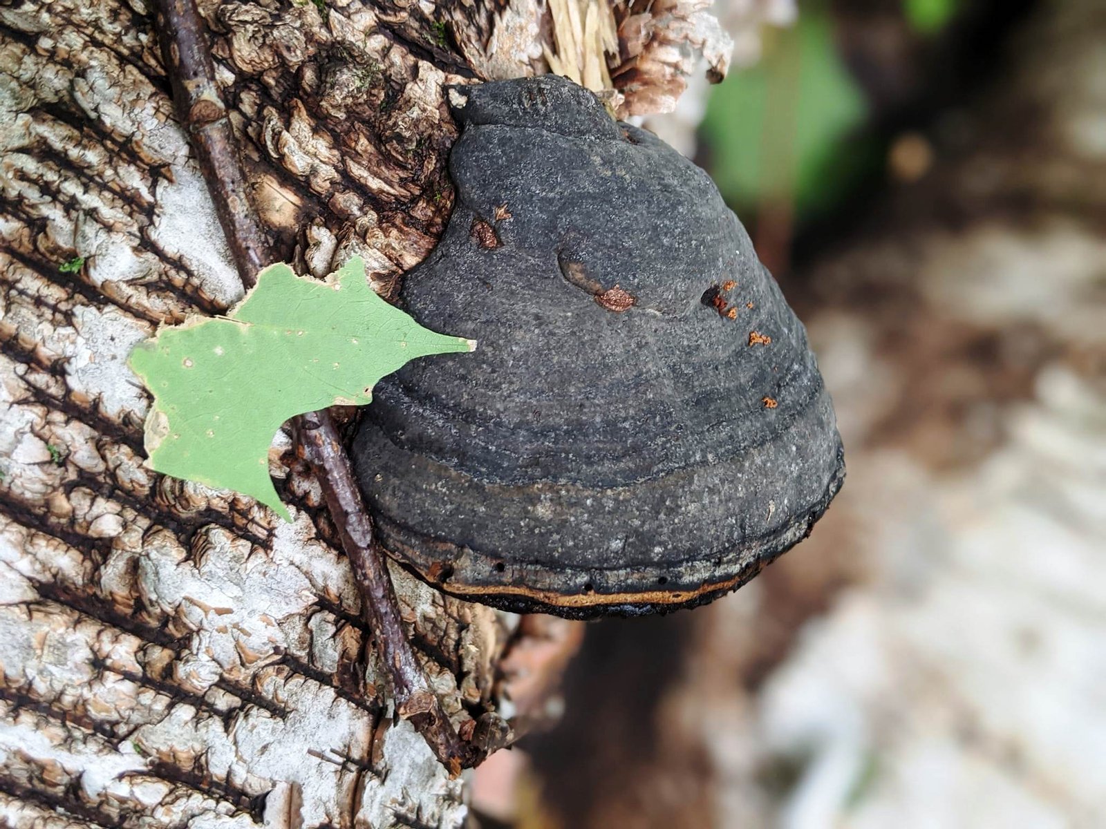 Phellinus linteus