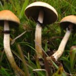 Psilocybe cubensis (Earle) Singer