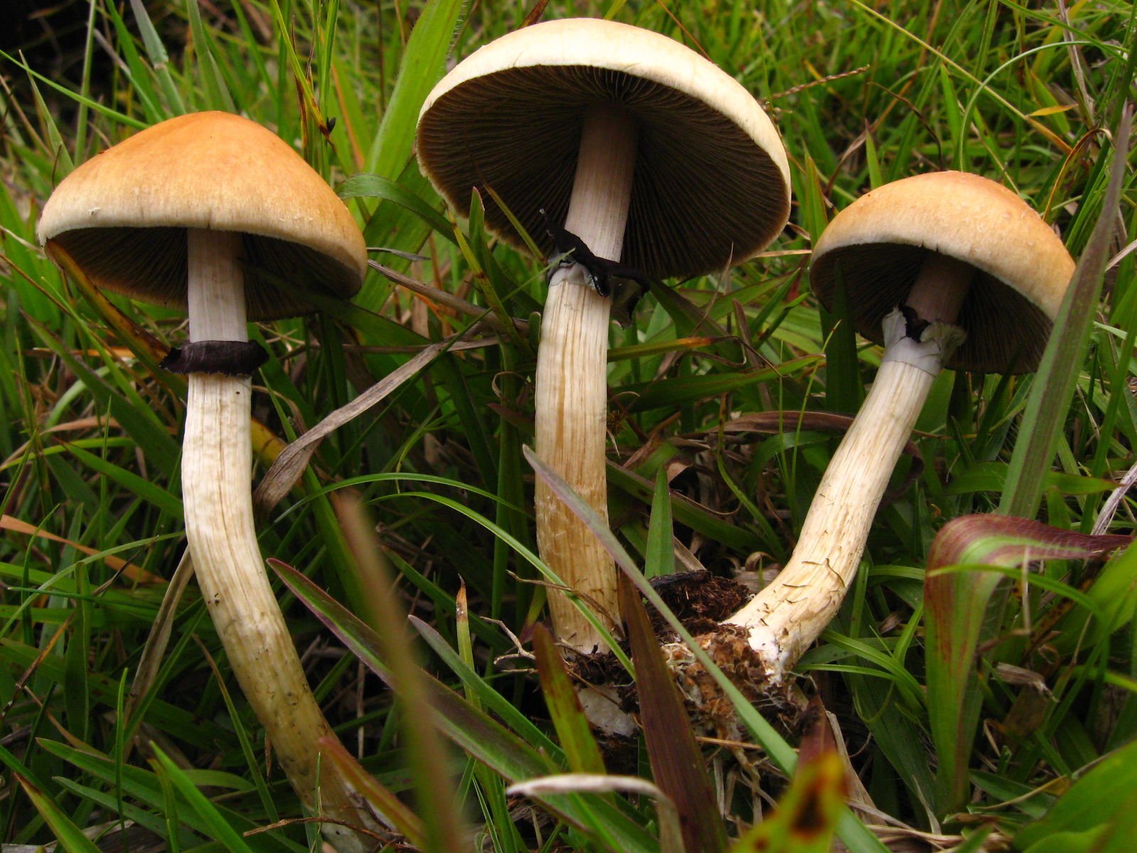 Psilocybe cubensis (Earle) Singer