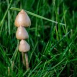 Psilocybe semilanceata