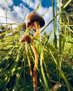 Psilocybe semilanceata