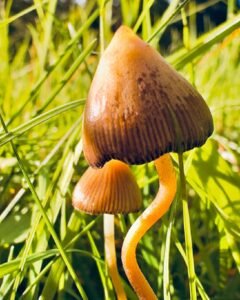 Psilocybe semilanceata