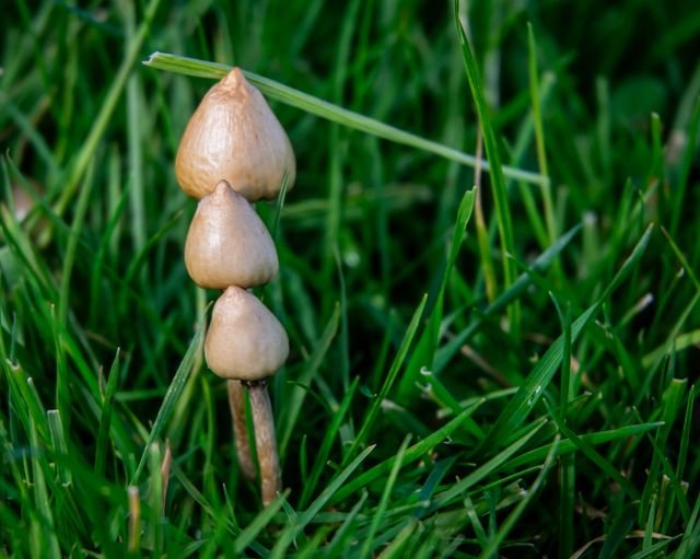 Psilocybe semilanceata