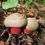 Rubroboletus satanas