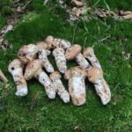 matsutake mushroom