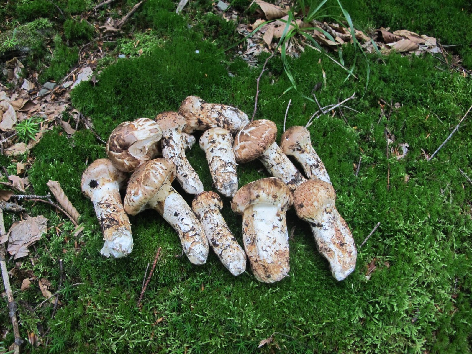 matsutake mushroom